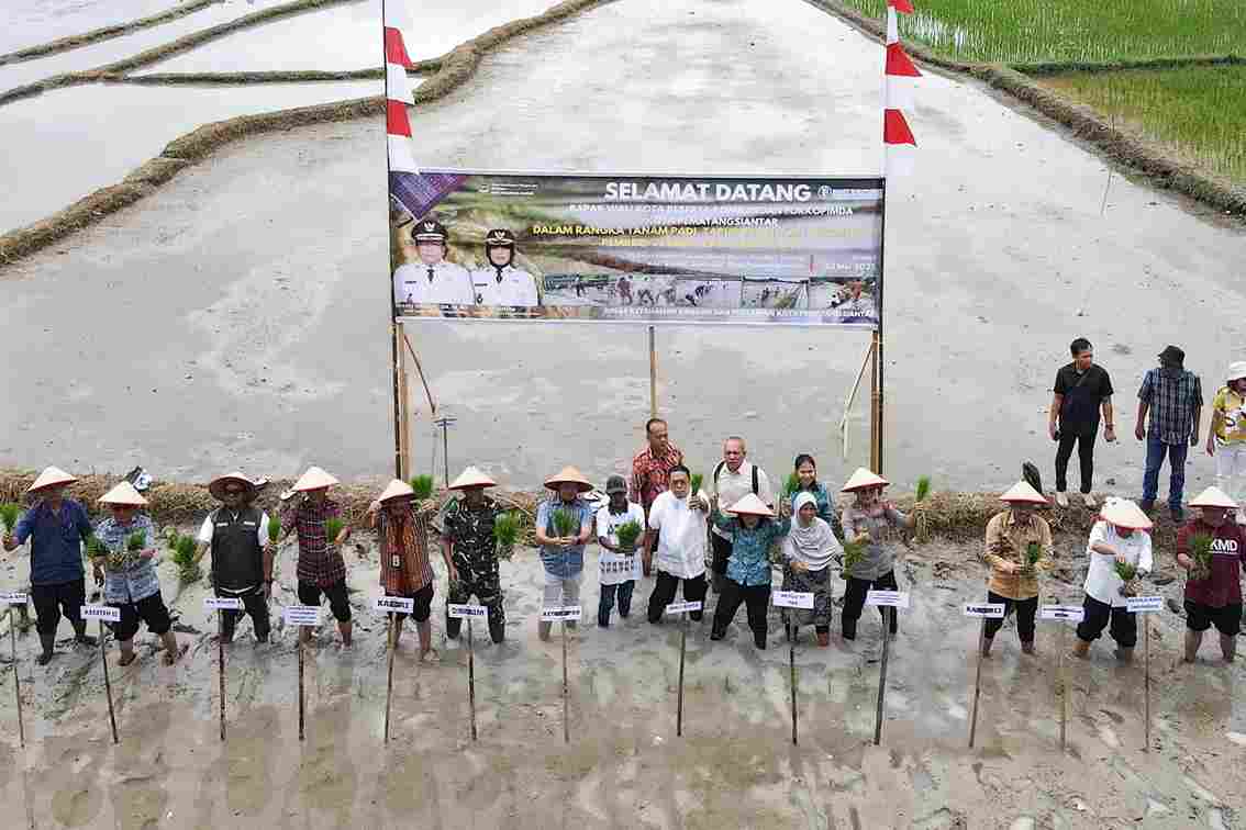 walikota_tanam_padi_11zon.jpg